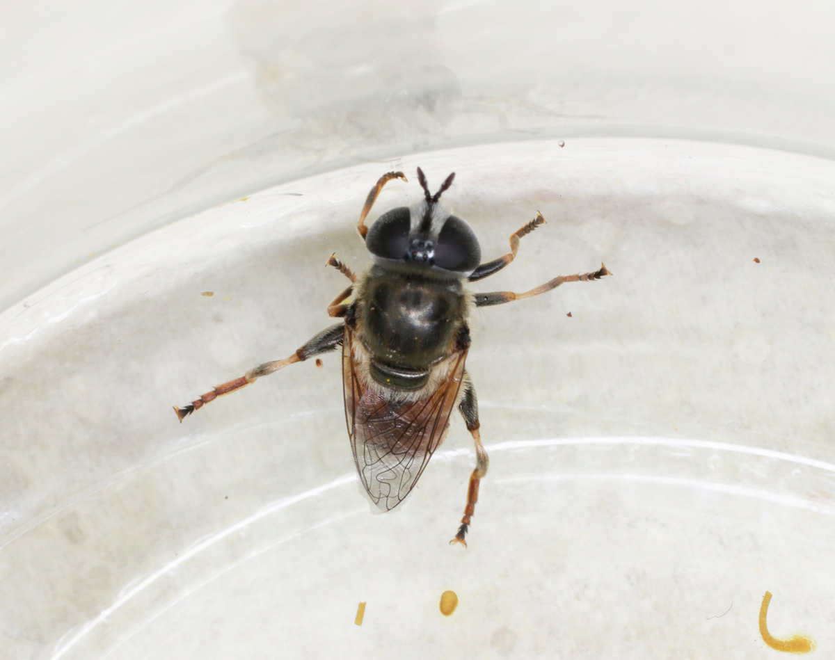 Syrphidae: Merodon sp., femmina